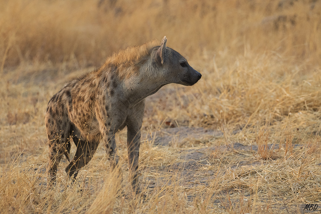 Robustas y también bellas, a su manera.