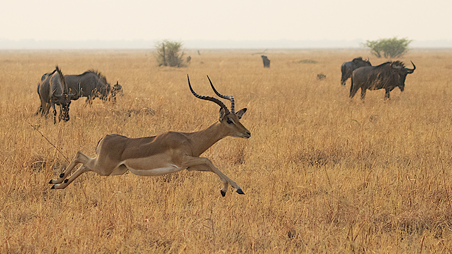 Mostrando su vitalidad.