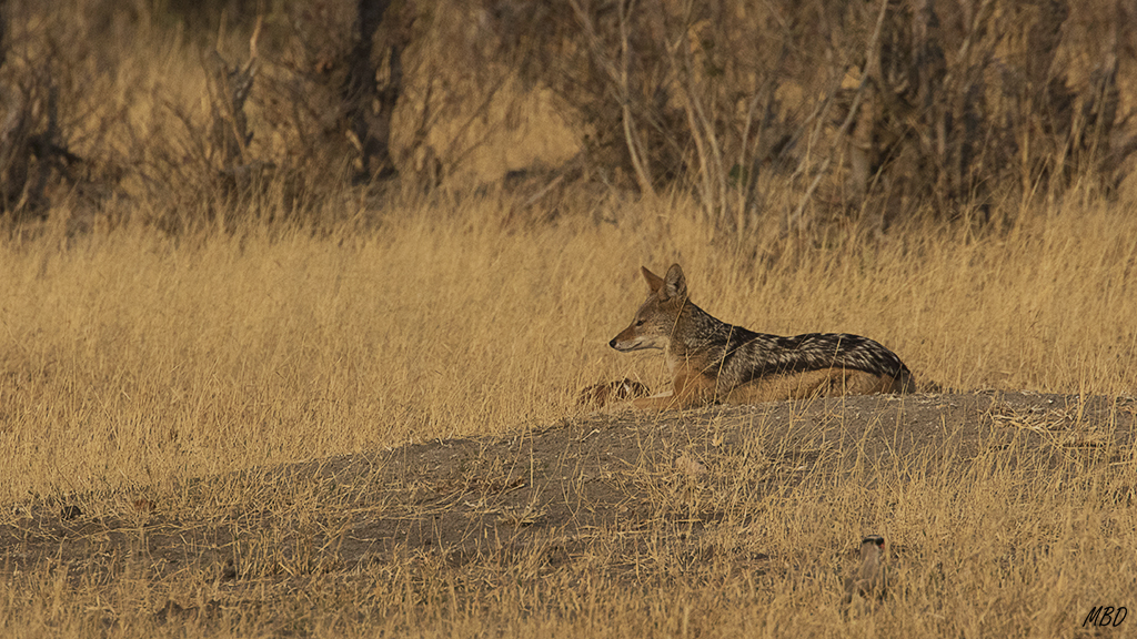 Chacal de lomo negro relajado.