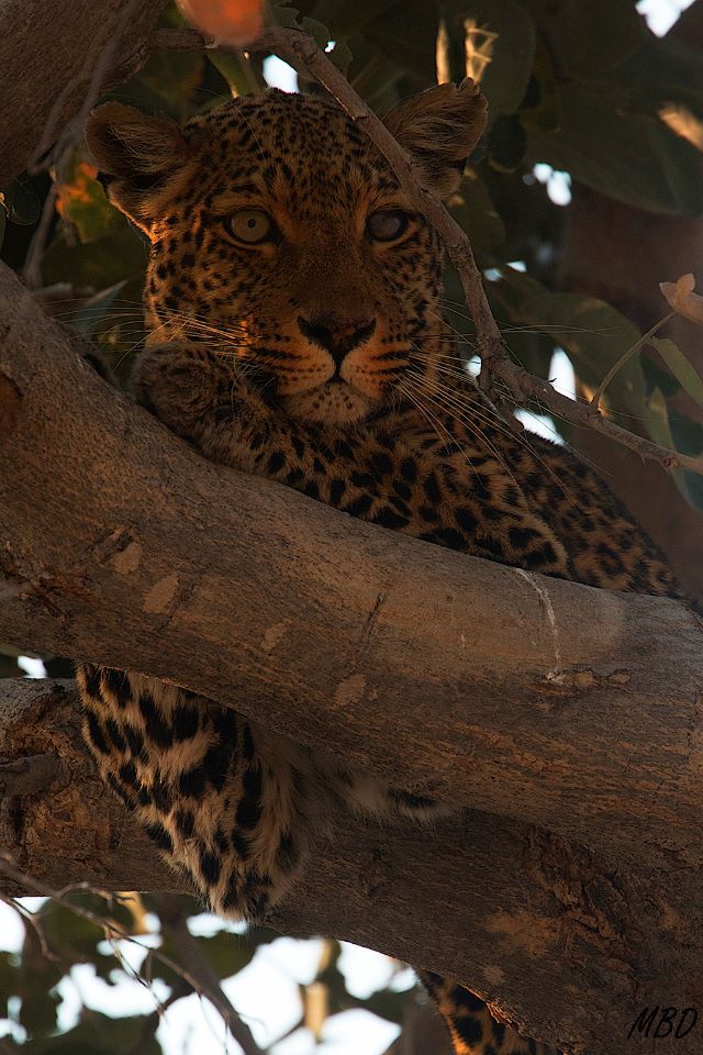 Estaba muy próximo a los leones.