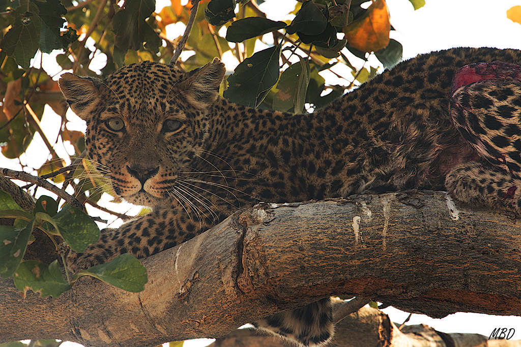 Pelea con los leones posiblemente.