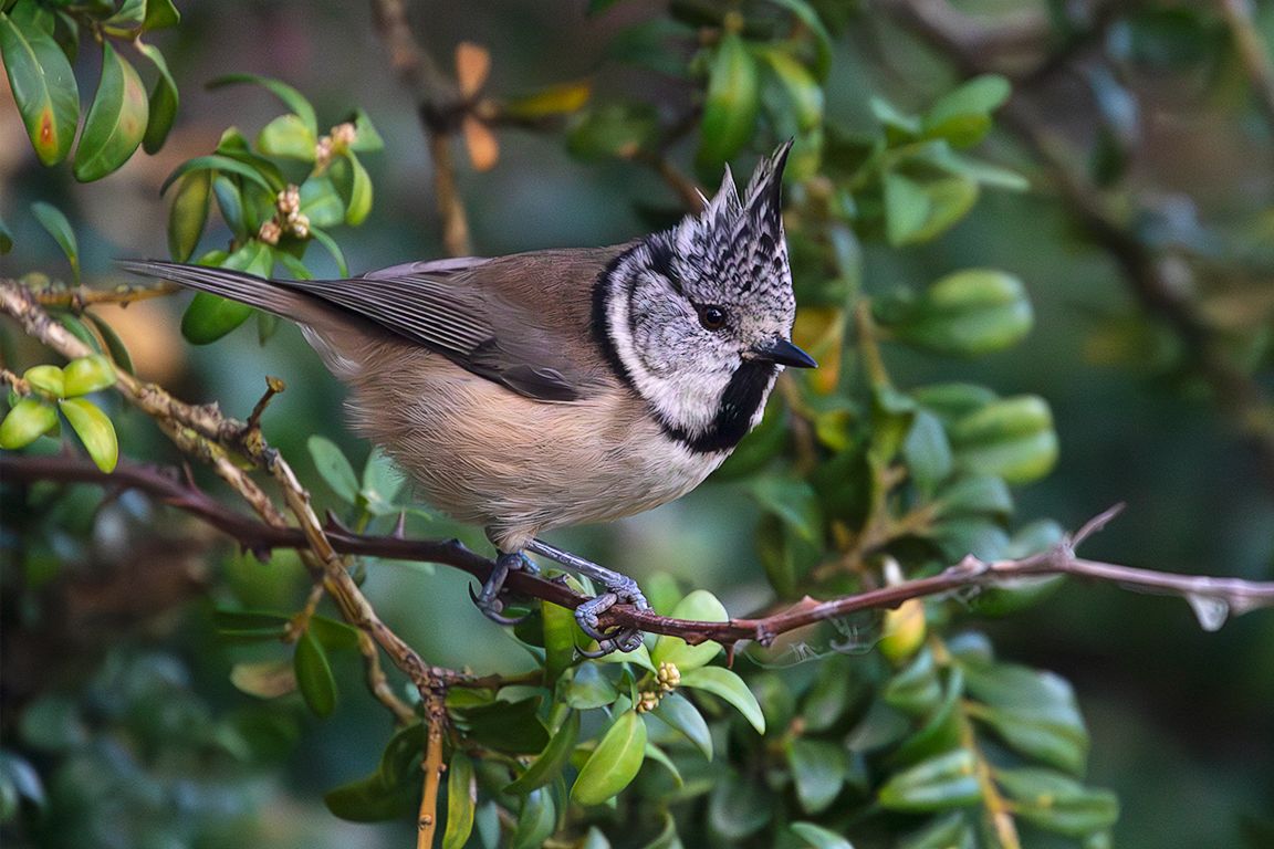 Herrerillo capuchino