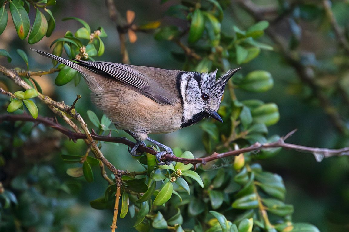 Herrerillo capuchino