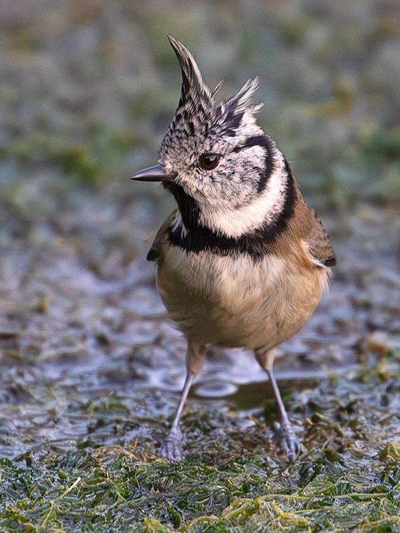 Herrerillo capuchino
