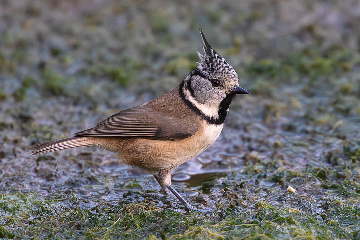 Herrerillo capuchino