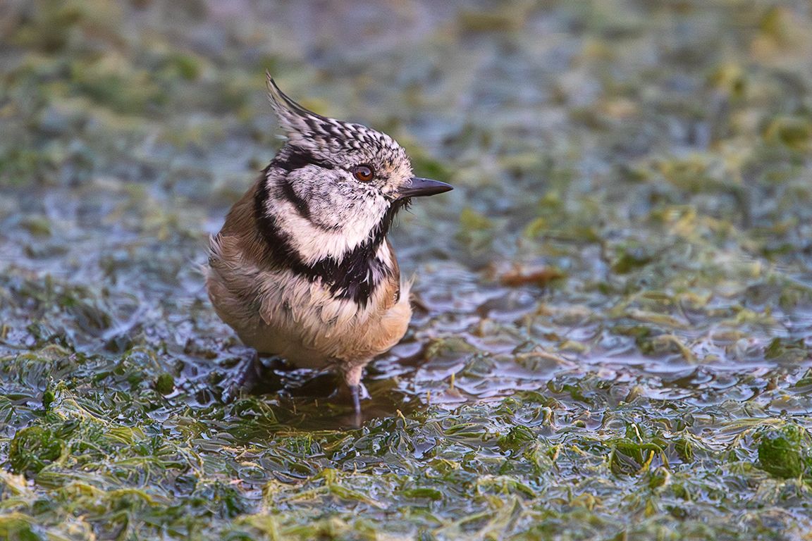 Herrerillo capuchino