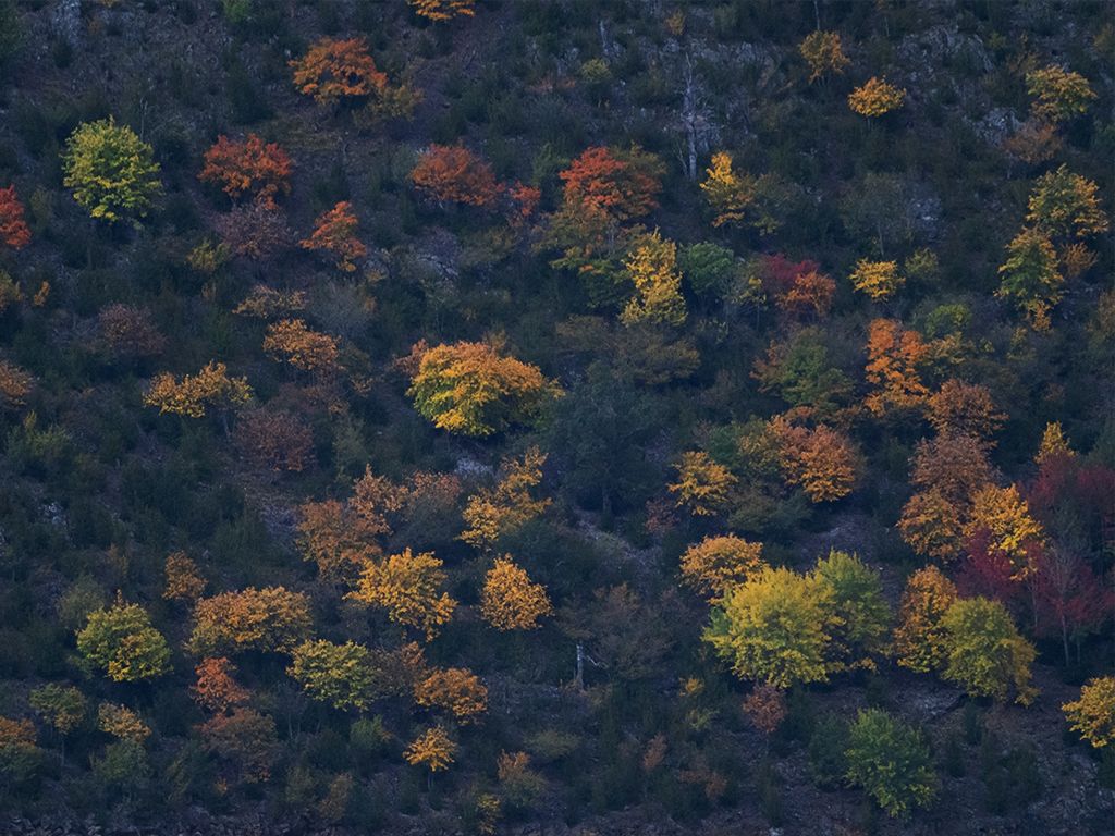 Tapete de otoño