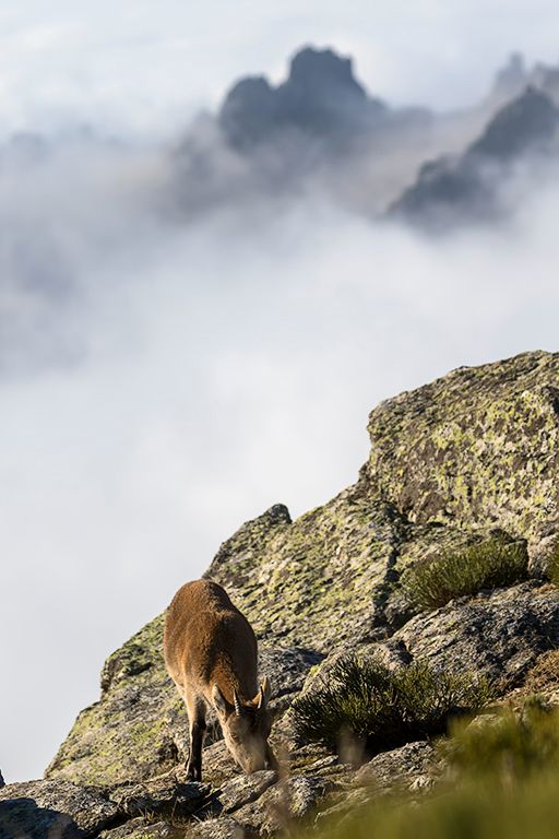 Nieblas mañaneras en la sierra
