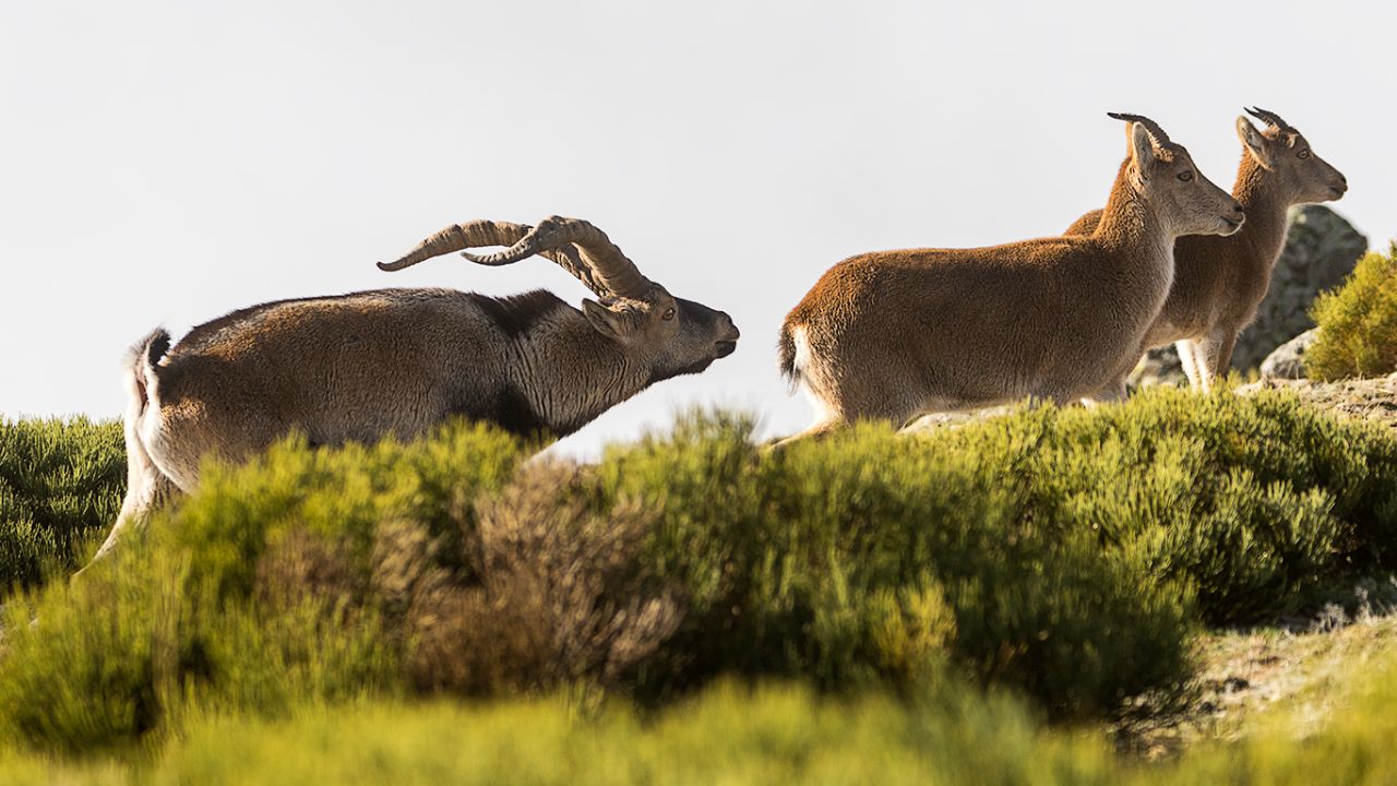 Andan revueltas con el celo