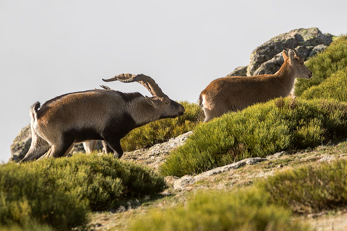 Andan revueltas con el celo