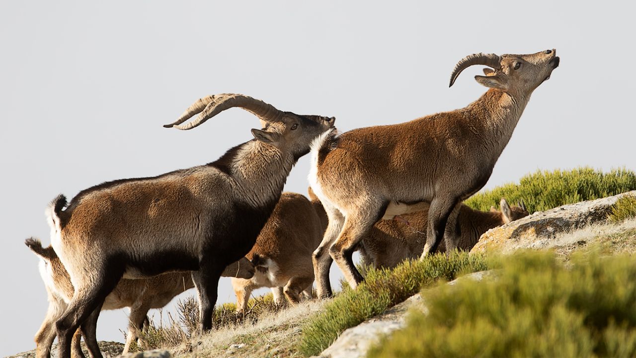 En esta época machos y hembras andan juntos