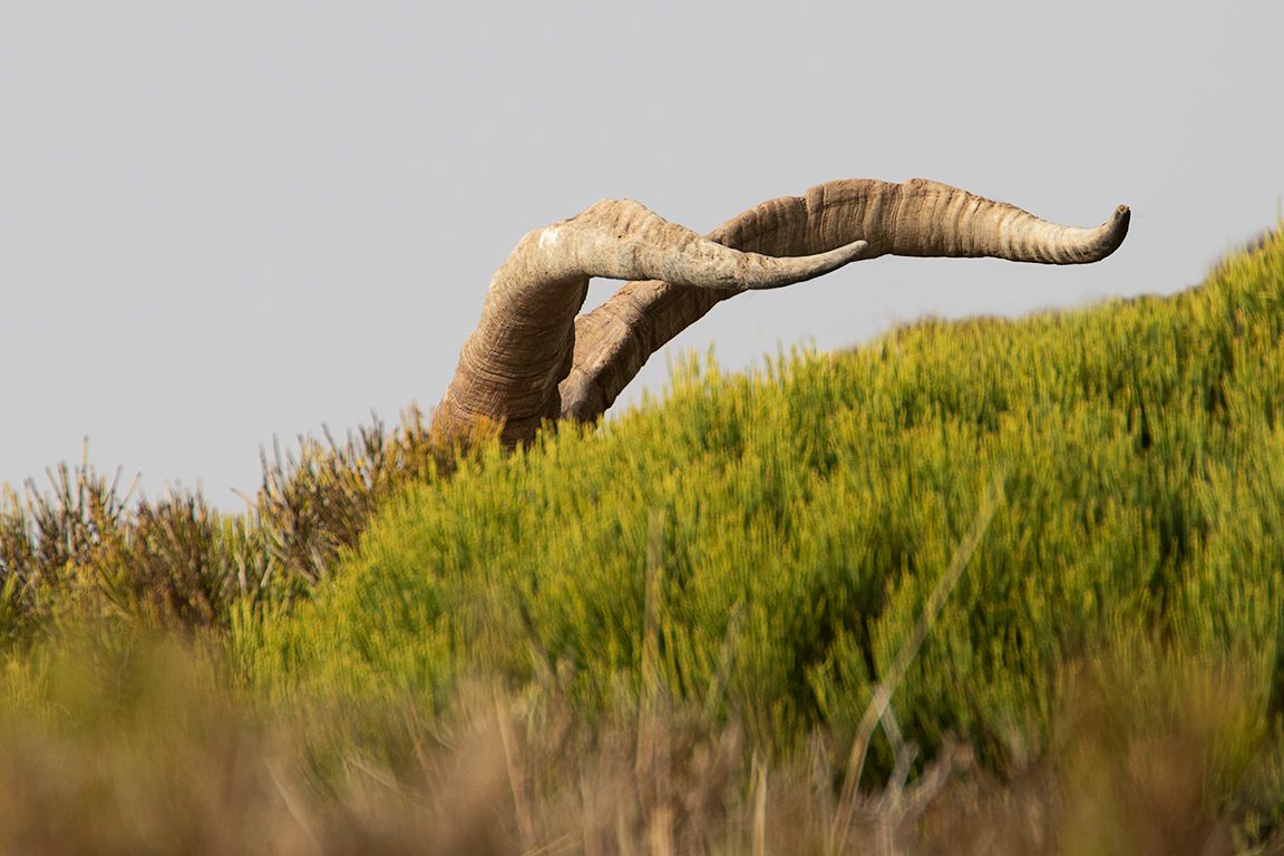 Los cuernos de la sierra