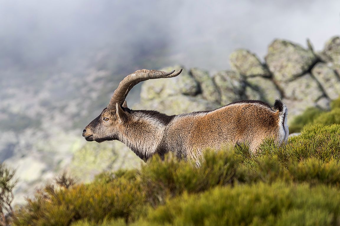 Se observa en los machos el pelaje oscurecido, propio del celo