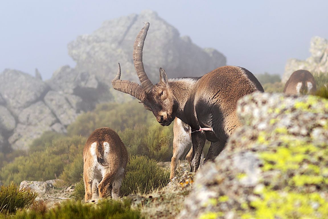 Esparciendo su orina como loción