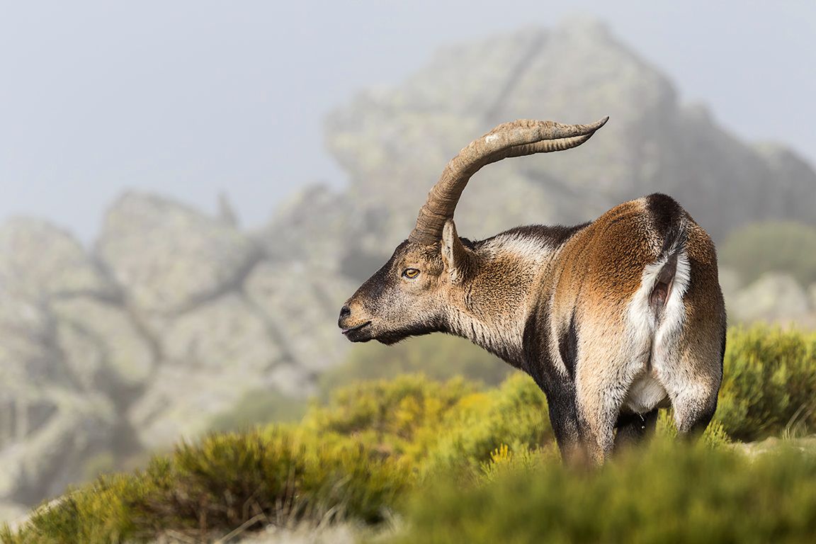 Imponente su presencia