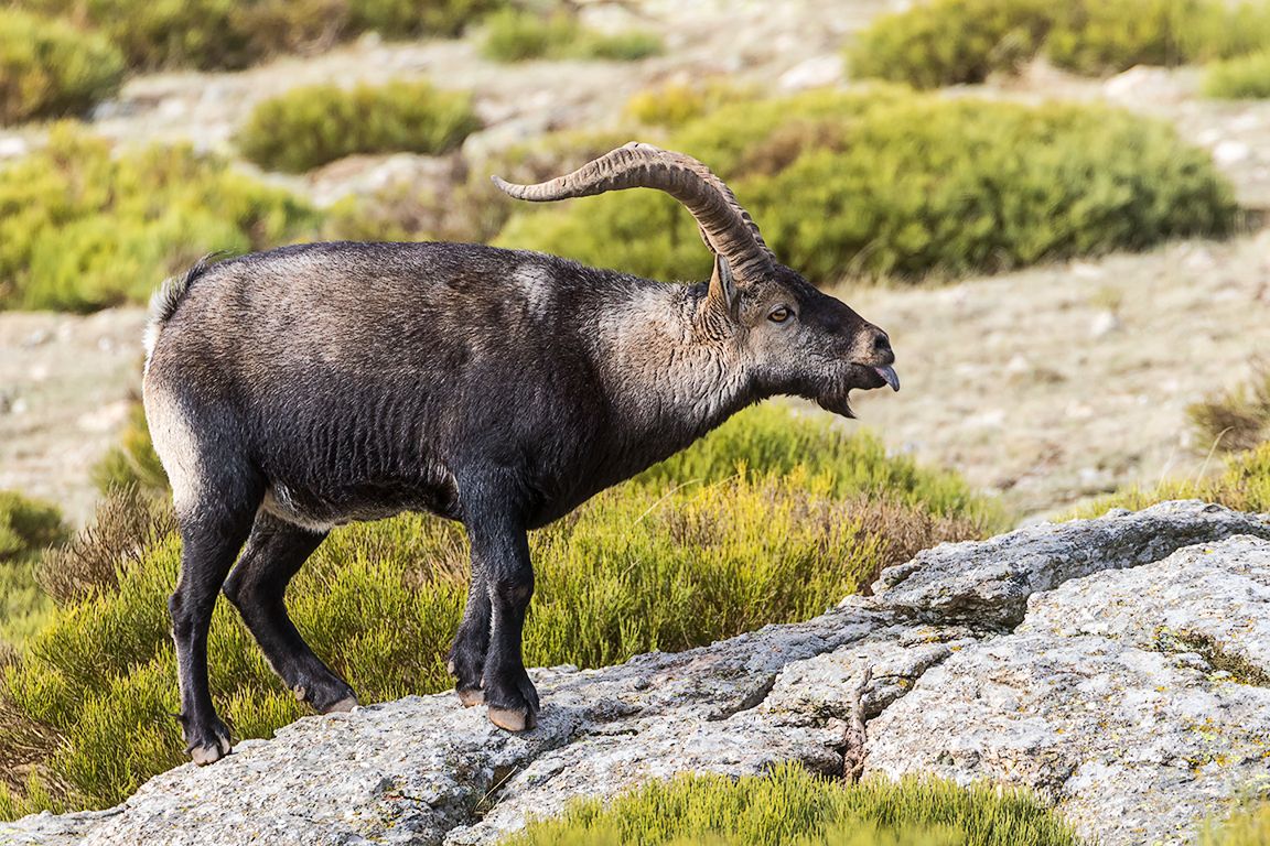 Captando con sus lenguas el estado de celo de las hembras