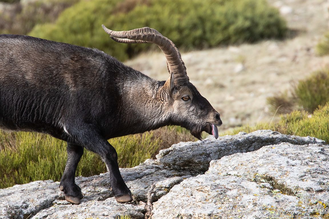 Captando con sus lenguas el estado de celo de las hembras