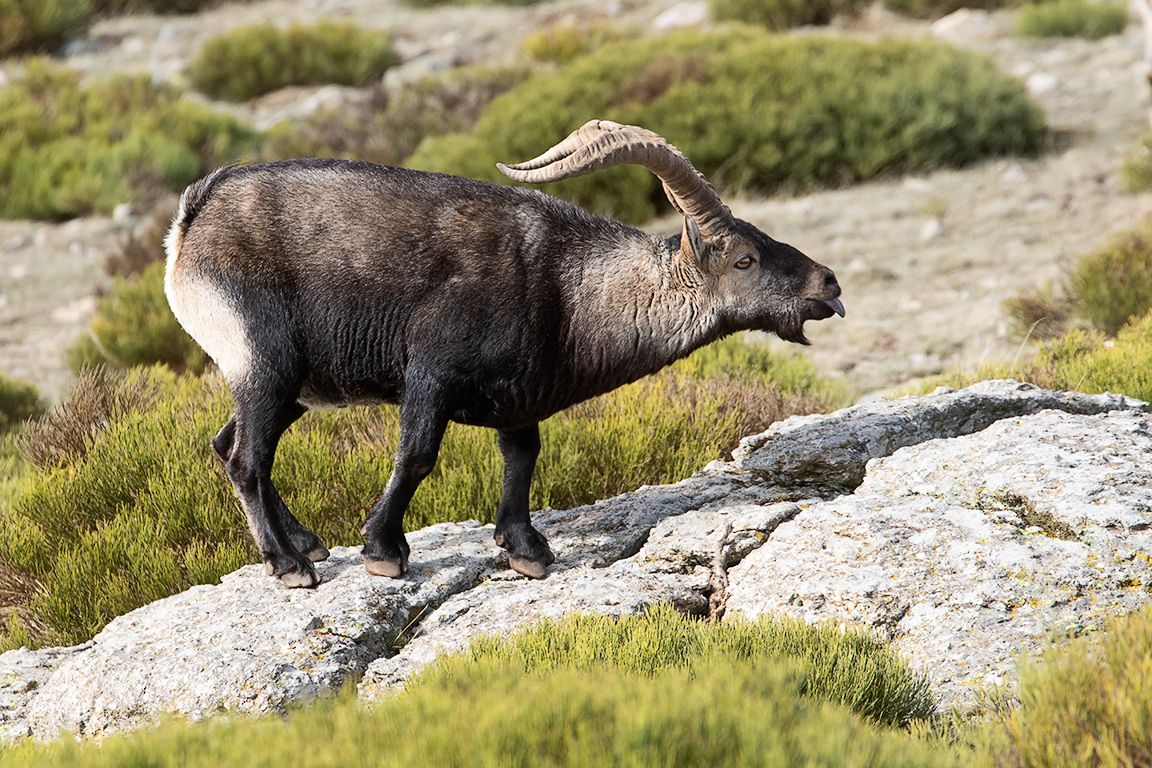Captando con sus lenguas el estado de celo de las hembras