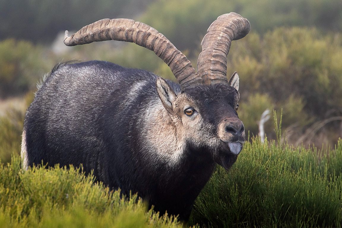 Captando con sus lenguas el estado de celo de las hembras