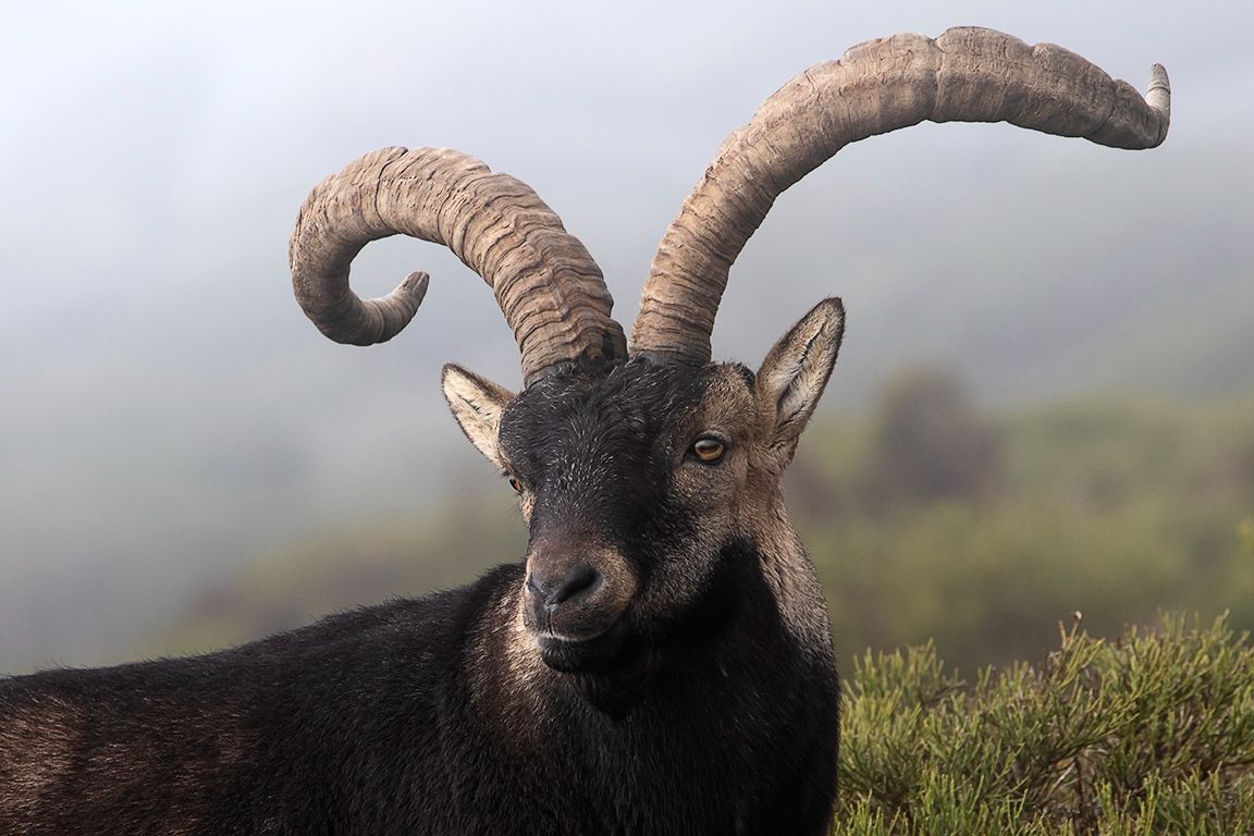 Los cuernos se desarrollan con la edad del macho