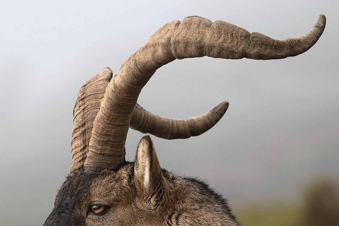 Los cuernos se desarrollan con la edad del macho