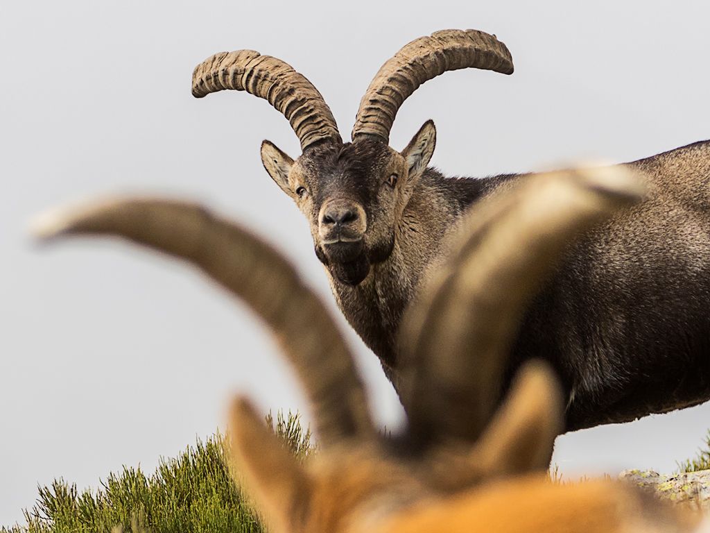 Un curioso enmarcado