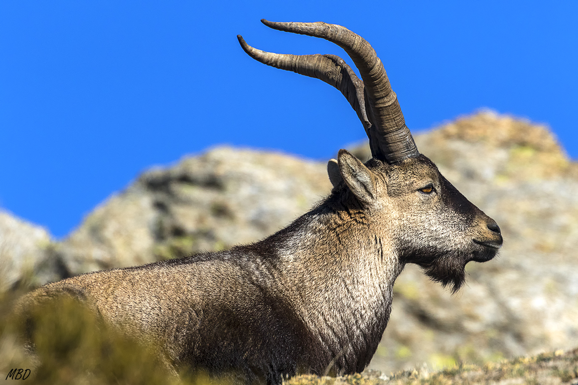 Pletórico este macho