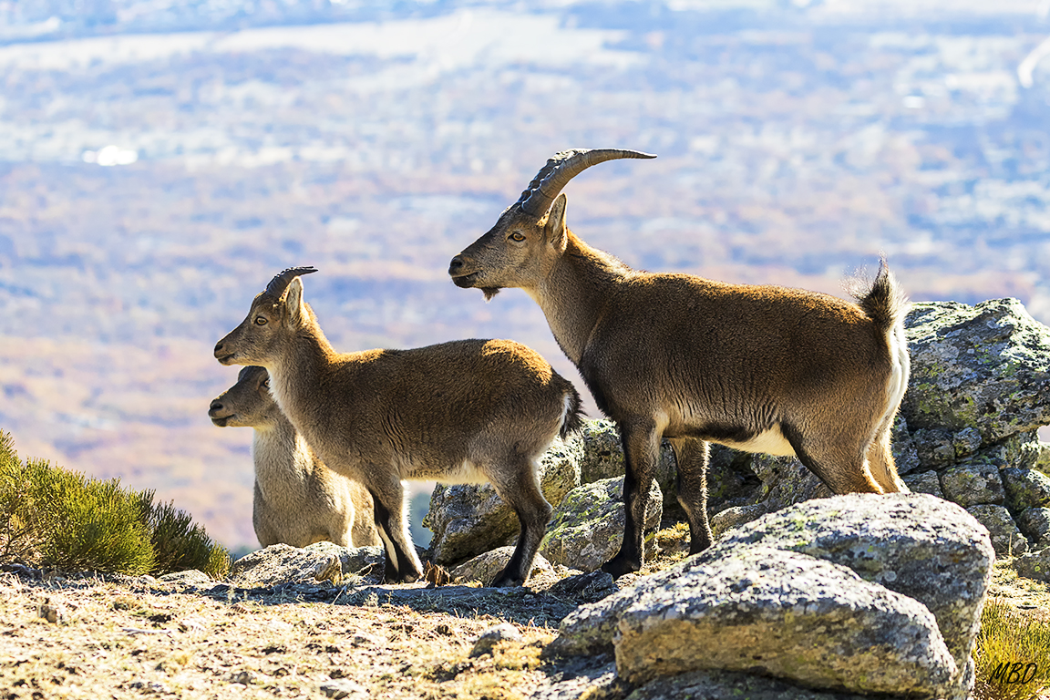 Los no dominantes buscan su oportunidad