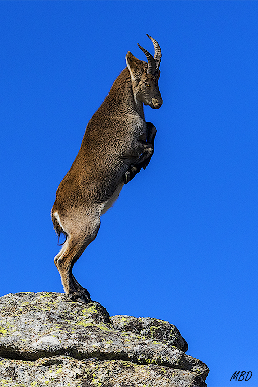 El más dominante busca la posición elevada
