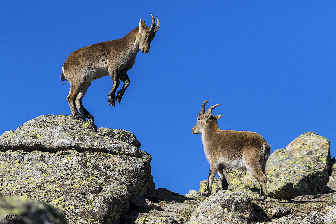 Estos jovencitos ensayan sus peleas de adulto