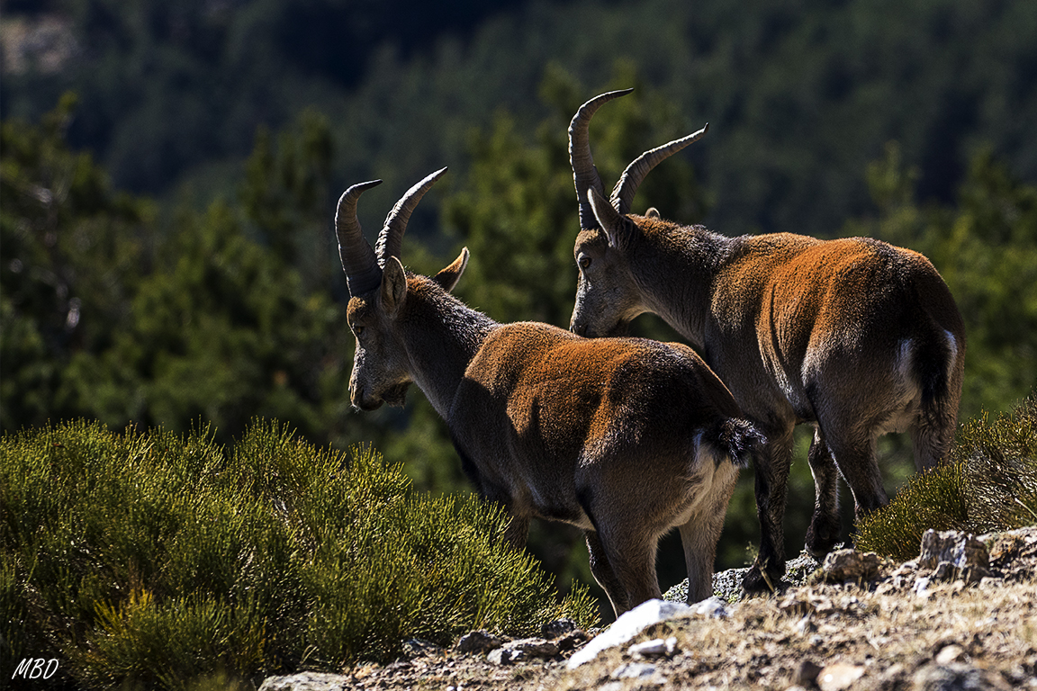 Ofrecen buena estampa