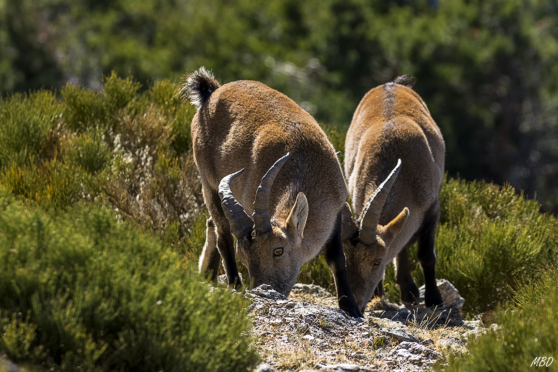 Despreocupadas de mi presencia