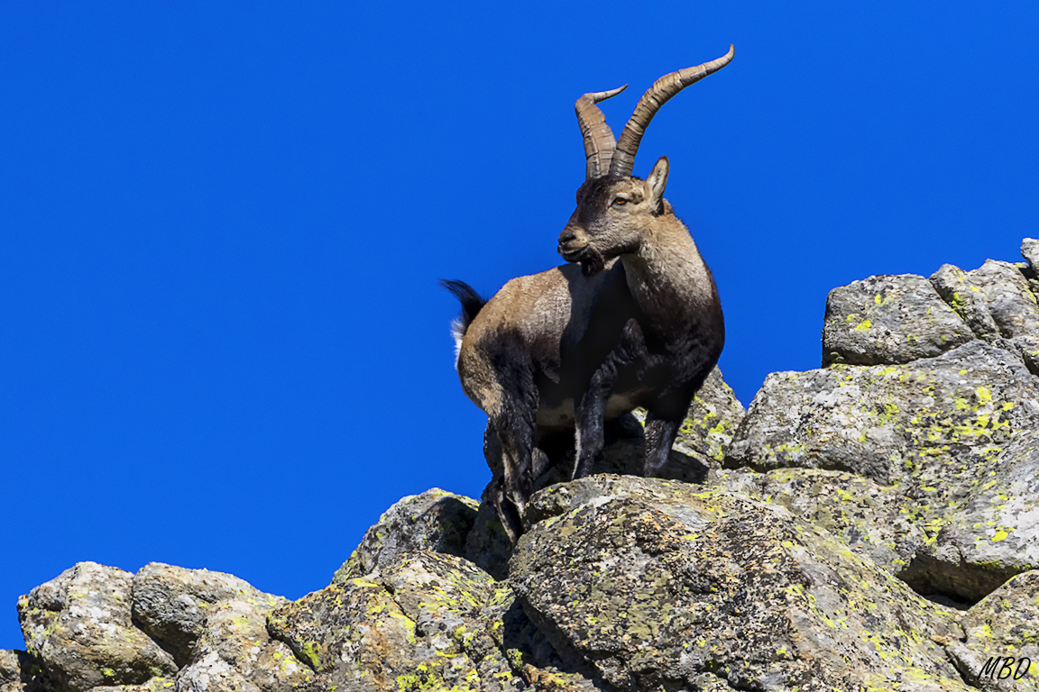 Este macho ya busca pareja