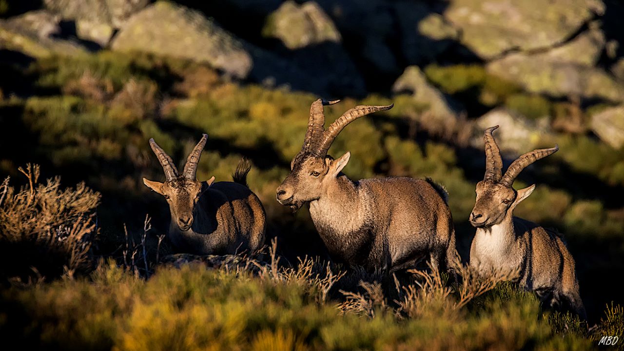 Pronto buscarán a las hembras
