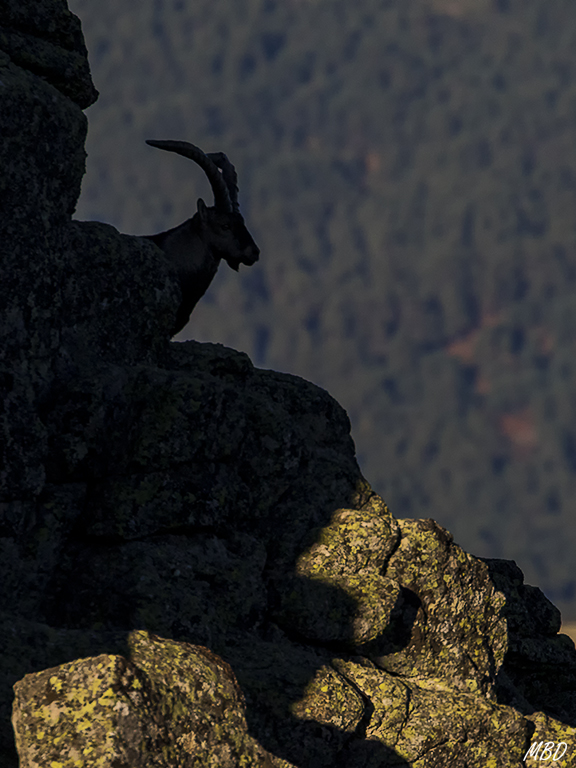 Muy sugerente la silueta