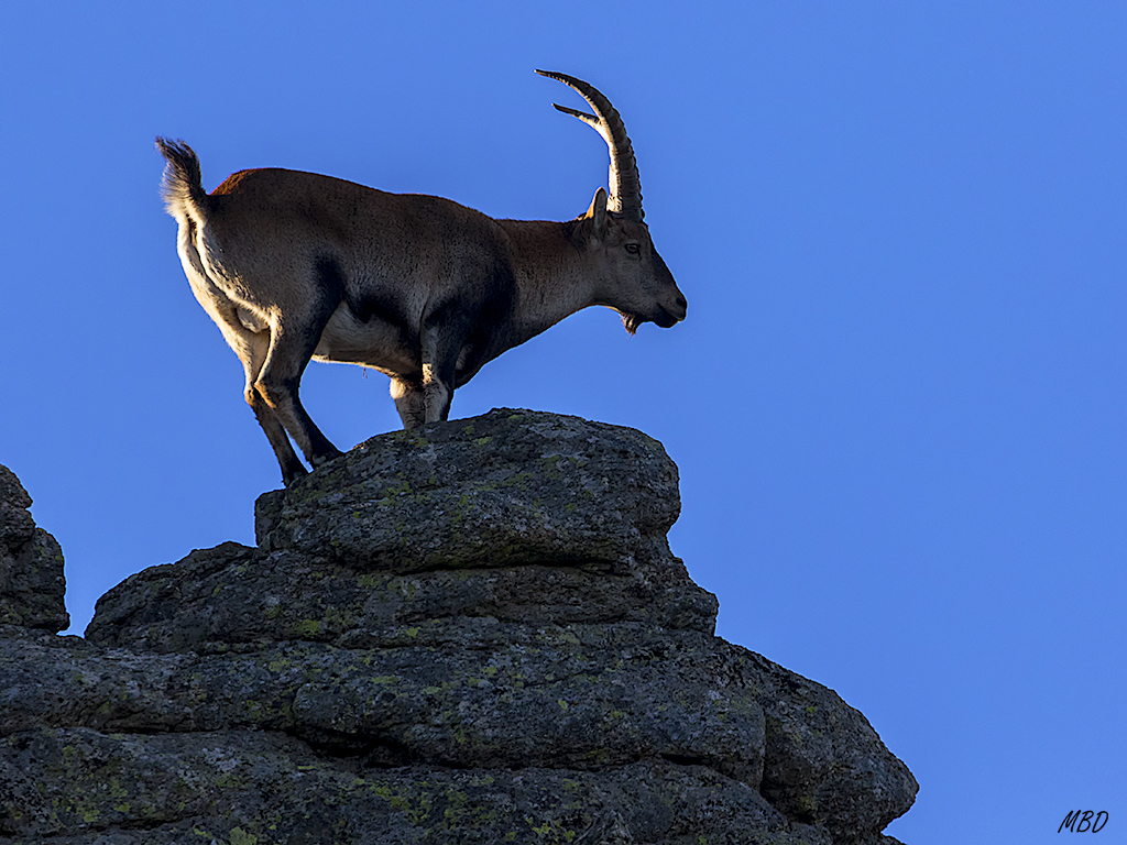 Le gusta dominar la altura