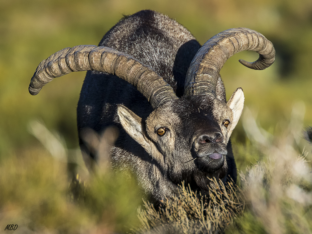 Olfateando a las hembras