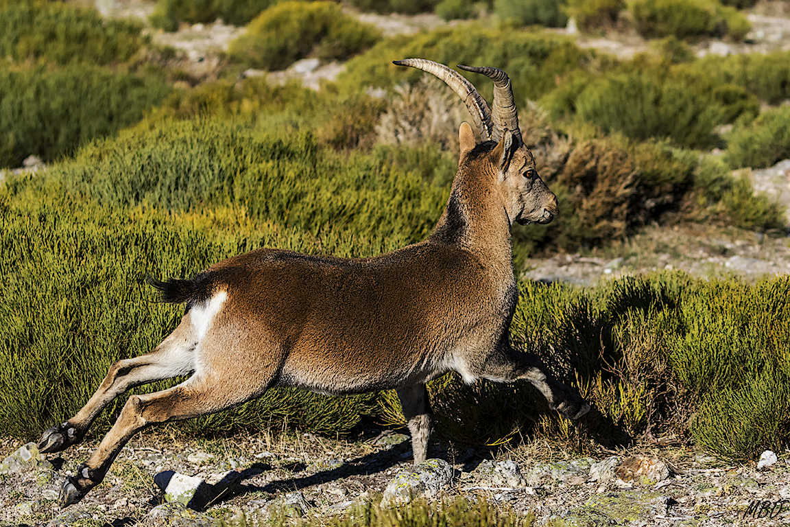 Congelando su carrera
