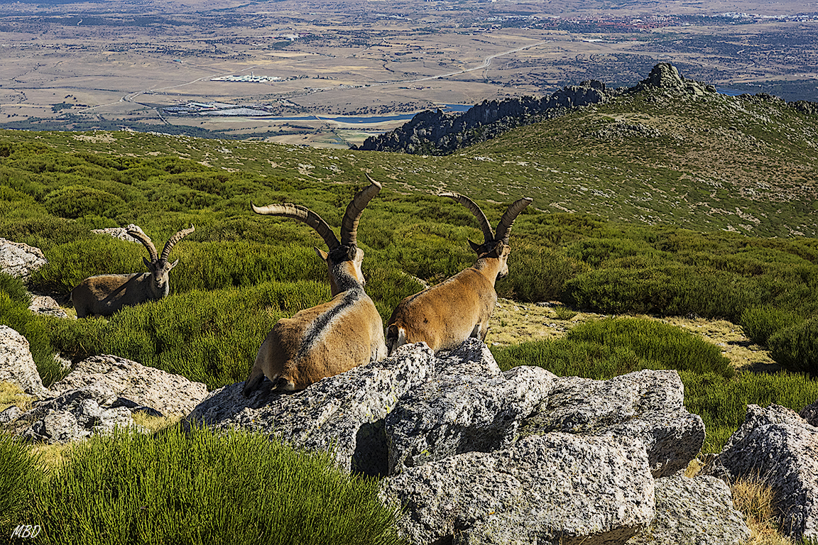 Parecen contemplar las masas graníticas de la Pedriza