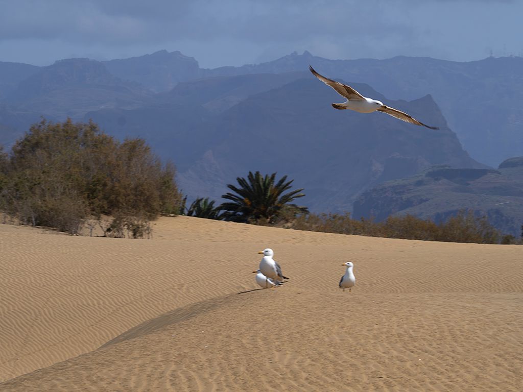 Gran Canaria