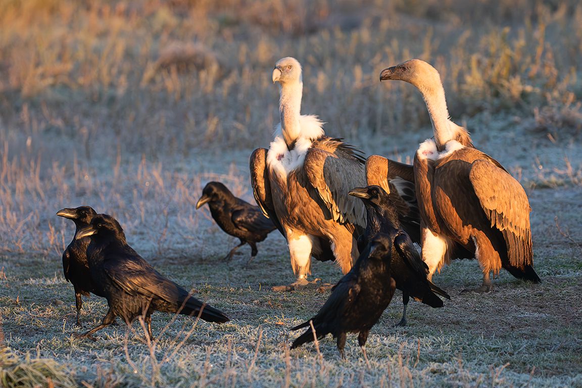 Cuervos y leonados