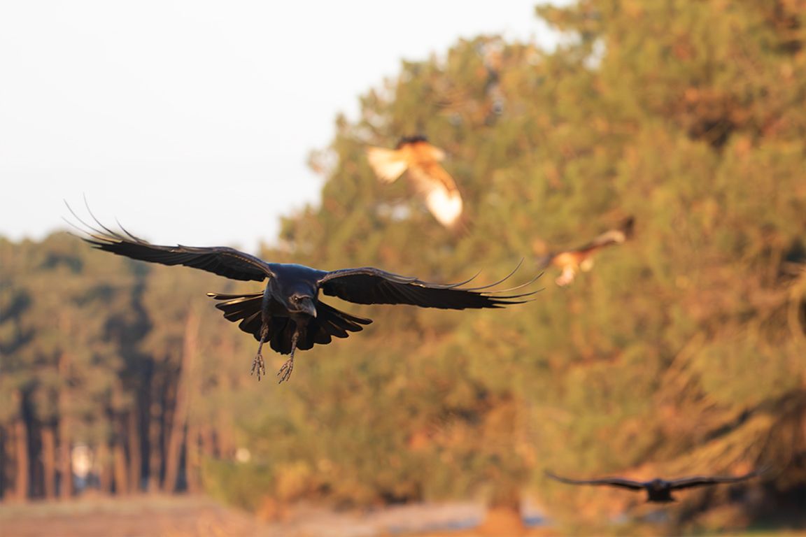 Cuervo y milanos reales