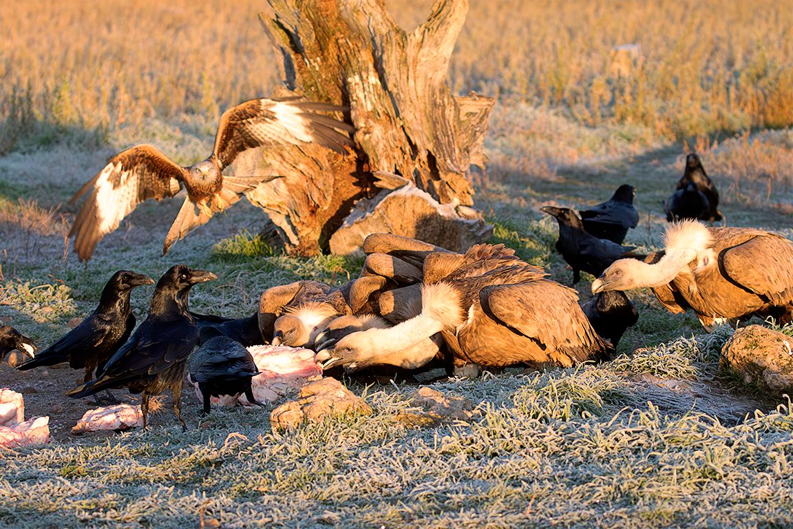 Leonados y milano real