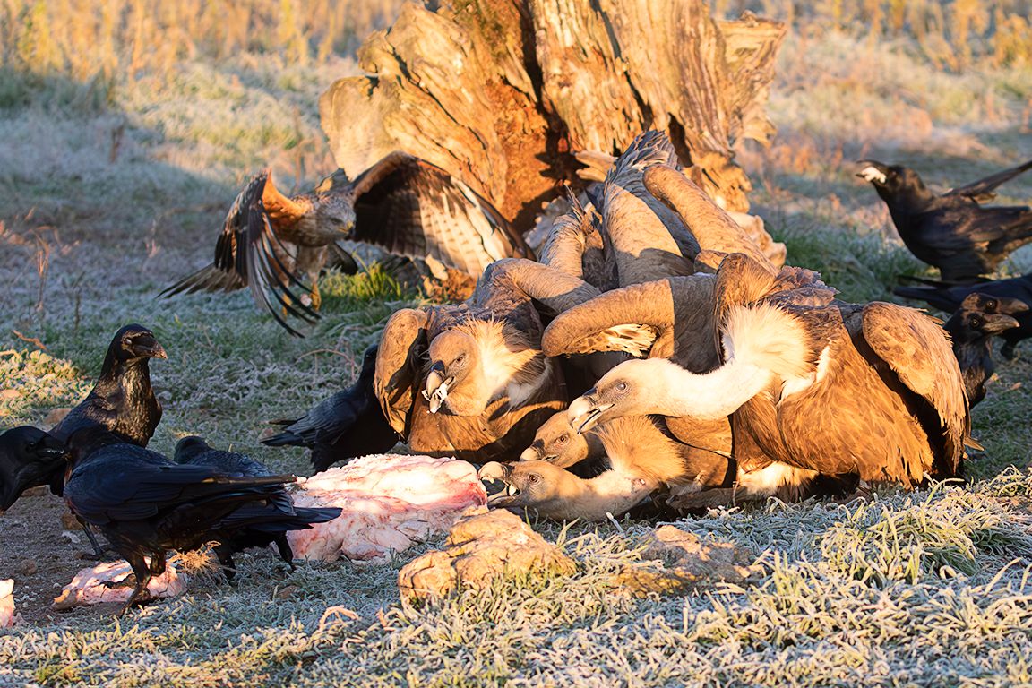 Leonados y milano real