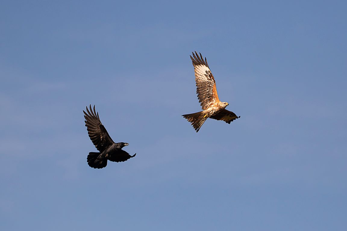 Milano real perseguido por cuervo