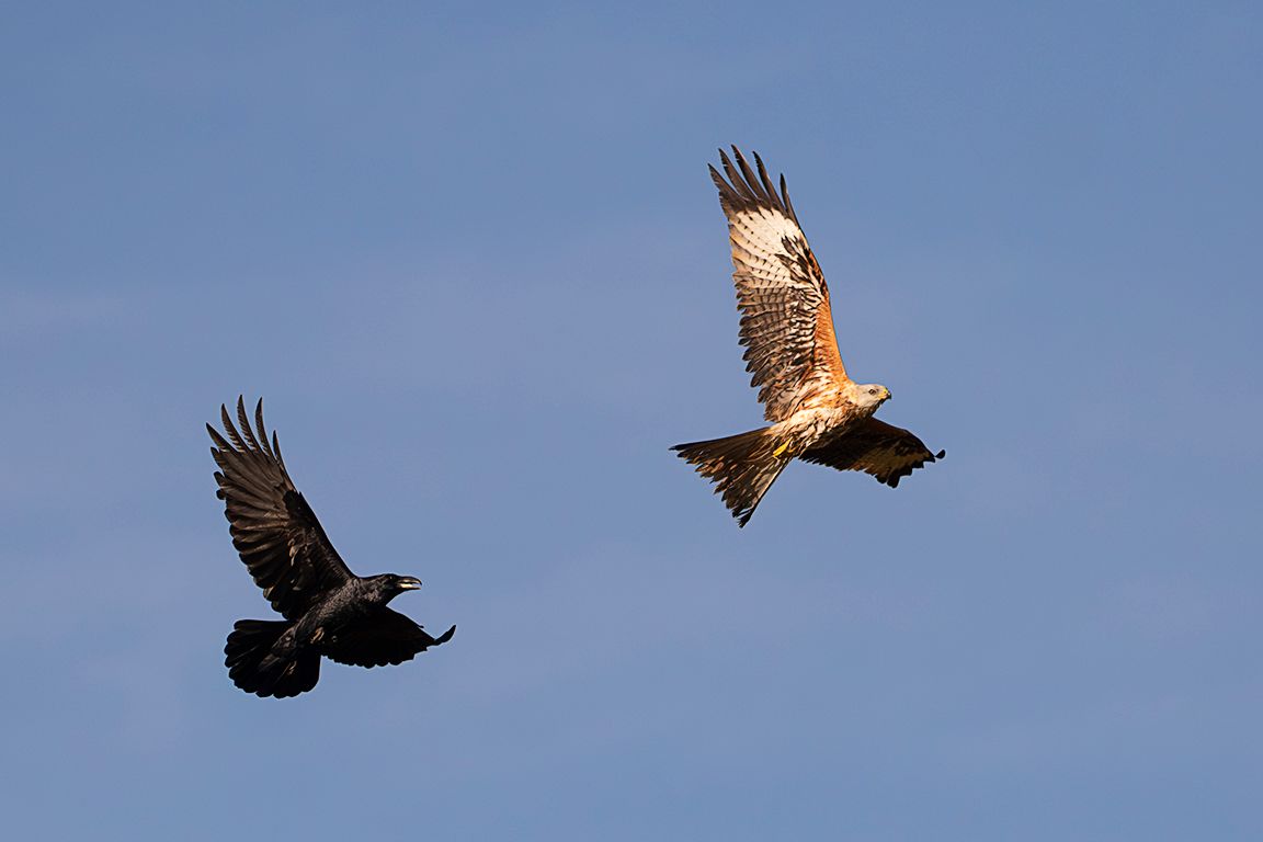 Milano real perseguido por cuervo