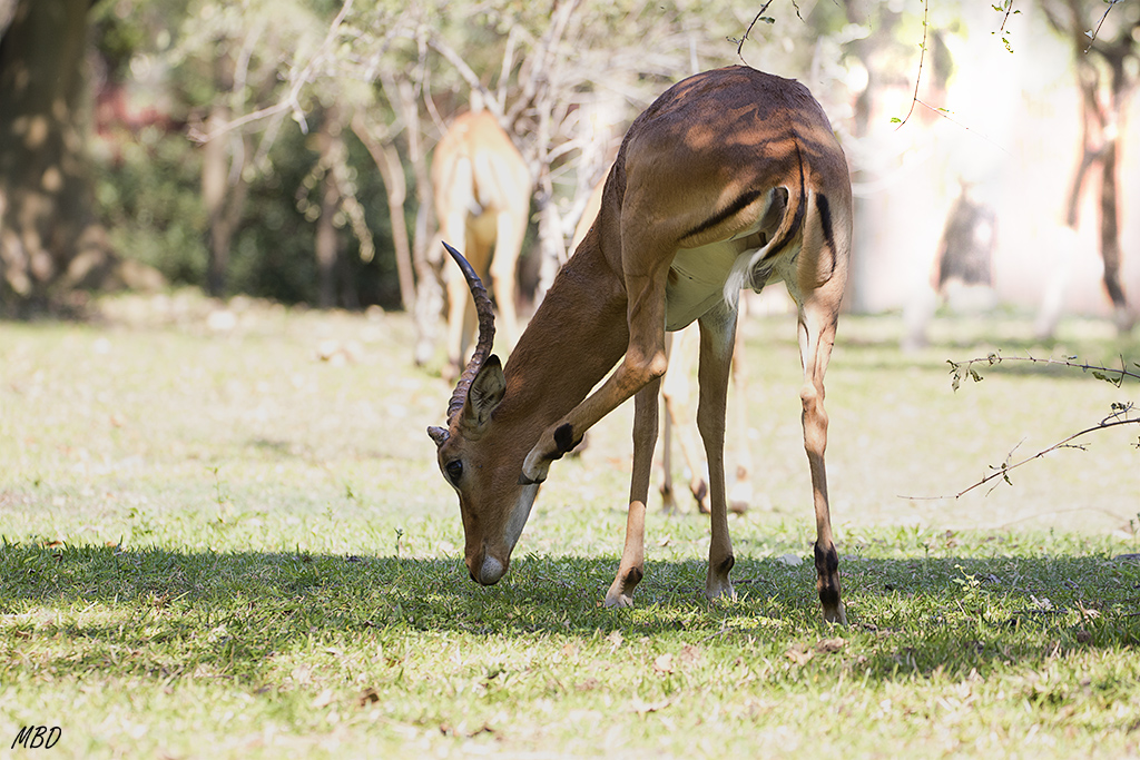 Deambulan por el jardín. Increíble!