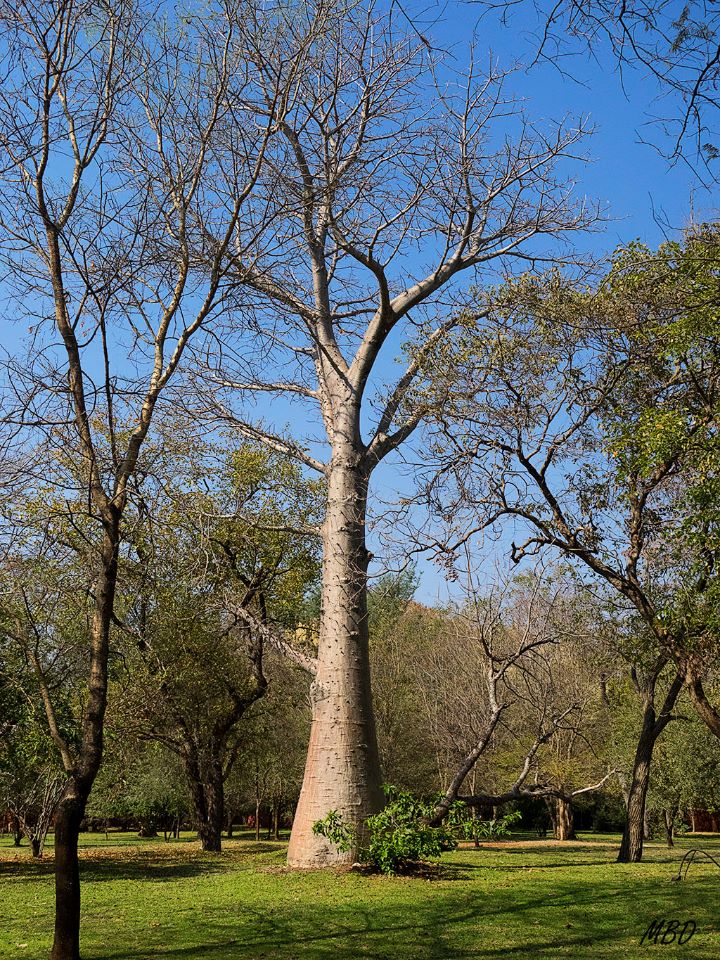 El primero que vemos