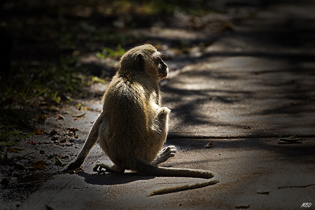 Muerden los tobillos sii te descuidas