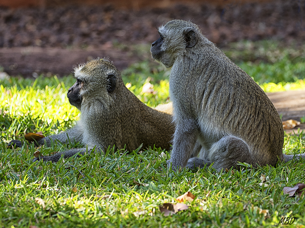 A sus anchas en el jardín. Mejor cerrar la ventana. 